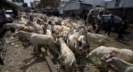 Secretaría de Salud reporta seis casos de miasis en humanos por gusano barrenador