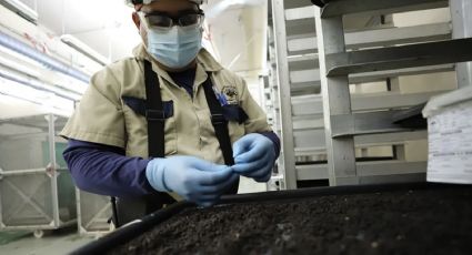 EU responde a críticas de Julio Berdegué y defiende su estrategia para controlar la plaga del gusano barrenador