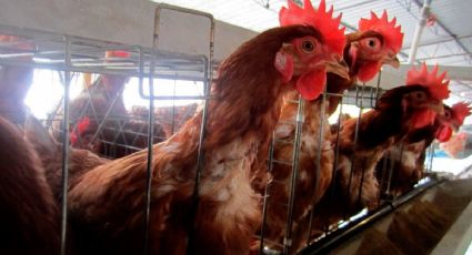 México suspende importación de productos avícolas brasileños por brote de gripe aviar