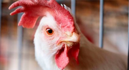 Brasil descarta cinco casos de gripe aviar en humanos tras brote que afecta sus exportaciones