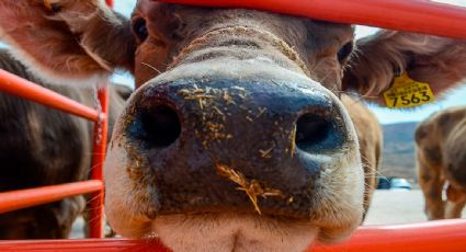 Ganaderos mexicanos critican falta de control en la frontera sur ante plaga del gusano barrenador