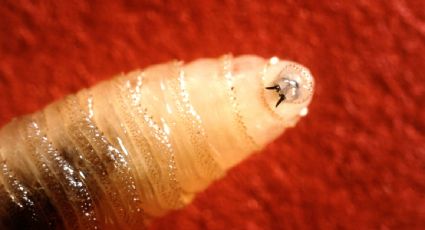 Gobierno activa plan de emergencia para atender la plaga por gusano barrenador en ganado y animales de compañía