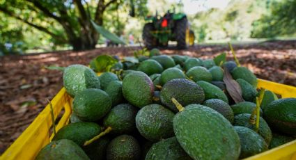 Productores de aguacate en California afirman que importaciones mexicanas han impulsado sus ventas
