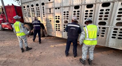 Detienen en Chiapas cargamento ilegal de 13 bovinos sin inspección sanitaria