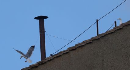 Segundos de humo blanco tras fumata negra causan confusión en la plaza de San Pedro
