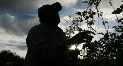 Otorgan más de 500 mil dólares a guatemaltecos que denunciaron explotación en granjas de Michigan