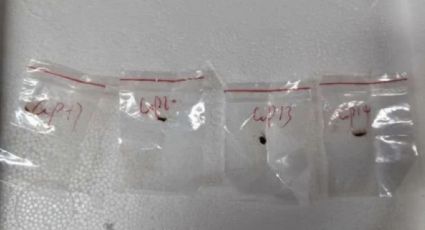 Científicas chinas acusadas de introducir un material biológico a EU permanecerán en prisión