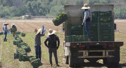 Redadas migratorias ponen en riesgo a empresas alimentarias de EU, alertan asociaciones agrícolas