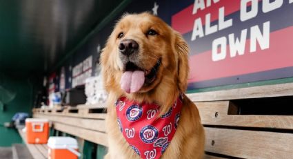 ¡Guau! Un perro labrador debuta como recoge bats de los Nacionales de Washington en la MLB