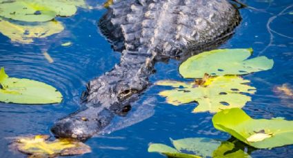 Florida propone crear prisión para migrantes detenidos en un aeropuerto abandonado y rodeado de pantanos
