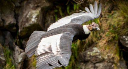 Advierten en un siglo podrían extinguirse hasta 500 especies de aves, incluyendo al cóndor andino