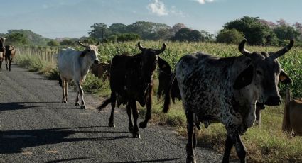Secretaría de Salud confirma ocho casos de miasis en humanos por gusano barrenador en el país