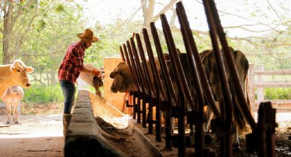 México y EU acuerdan plan binacional para controlar al gusano barrenador a dos meses del cierre de frontera