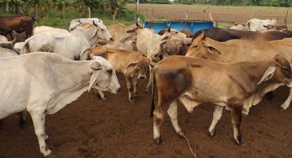 Productores mexicanos de carne prevén "inminente" reapertura de exportaciones con EU pese a gusano barrenador