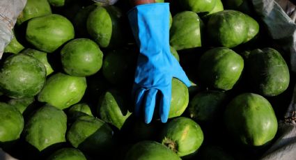 Ocultan droga en cargamento de papaya: CBP incauta 23 millones de dólares en metanfetamina en Texas