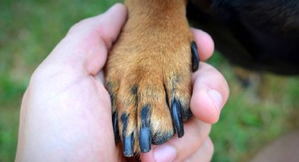 Las mascotas en la infancia ayudan a que los niños desarrollen la empatía