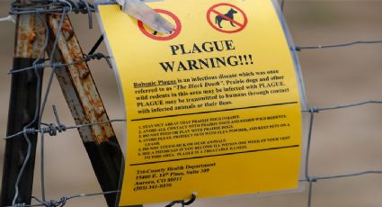 Muere residente de Arizona por peste neumónica; es el primer deceso en el estado desde 2007