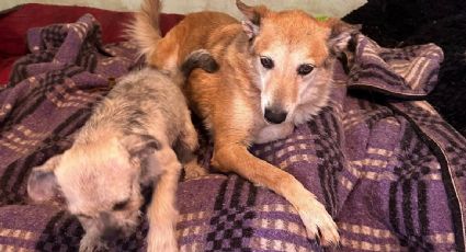 Albergue animal acusa extorsión del CJNG y autoridades de la CDMX; les exigen 50 mil pesos