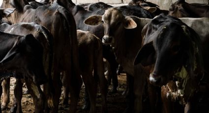 Veracruz suma 40 casos de gusano barrenador en ganado; gobierno afirma que ya están controlados