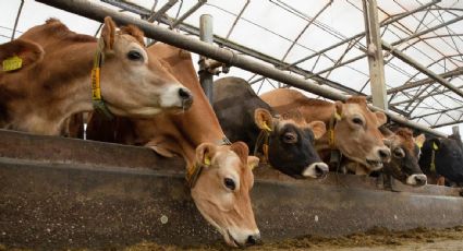 "Pedimos indicadores claros": Sheinbaum exige a EU no cerrar la frontera al ganado por "cualquier pretexto"