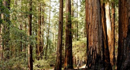 Rescatan a madre e hijo de un bosque en California gracias a notas escritas que dejaron a su paso