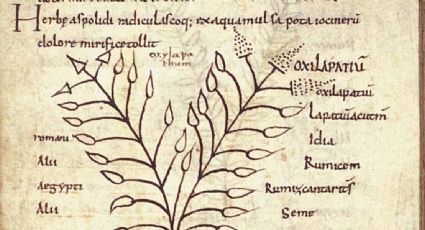 Recetas medievales persisten y llegan hasta TikTok