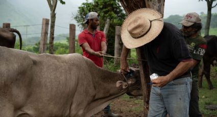 Por brotes de gusano barrenador y aranceles, productores mexicanos advierten alza en precio de carne