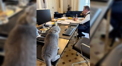 Maximus Textoris Pulcher, el nuevo inquilino de la residencia oficial del primer ministro de Bélgica