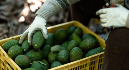 Brasil autoriza la importación de aguacate mexicano en medio de tensiones arancelarias con EU