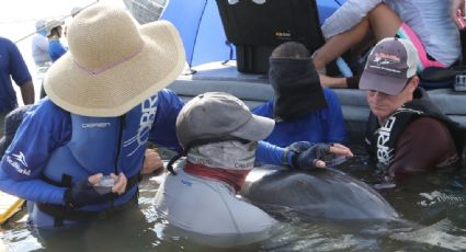 En su Día Mundial, las siete sorpresas que nos han dado últimamente ballenas y delfines
