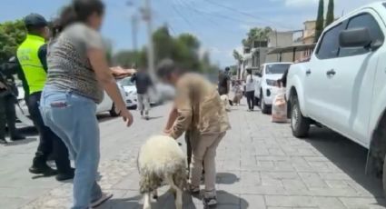 Operativo “Liberación”: entregan borregos, aves y alimentos decomisados en Ixtapan de la Sal