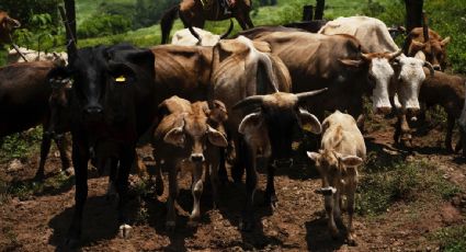 Tras gusano barrenador, productores mexicanos luchan contra parásito que devora la carne del ganado