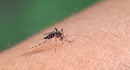 El sur de China registra brote de chikungunya con miles de casos