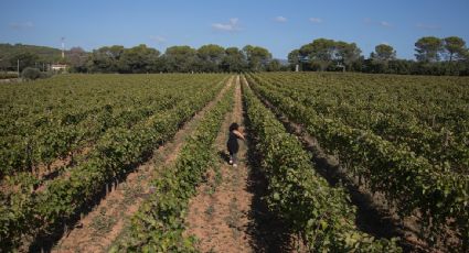 Sector del vino pide ser incluido en los aranceles cero del acuerdo entre la UE y Estados Unidos