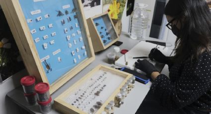 Baja participación de mujeres en carreras de ciencia, tecnología y matemáticas amenaza el crecimiento industrial en México