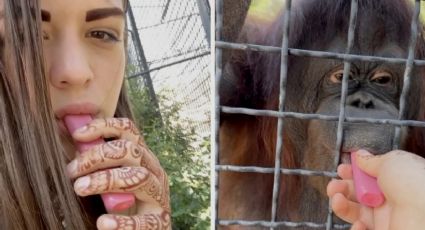 ¡Repudio total! Boxeadora provoca gran indignación al obligar a fumar a un orangután causándole problemas de salud