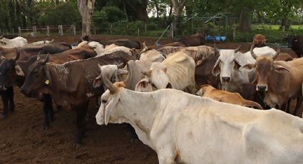 Ganaderos en México piden frenar la importación de res de Nicaragua, Honduras y Guatemala por los brotes de gusano barrenador