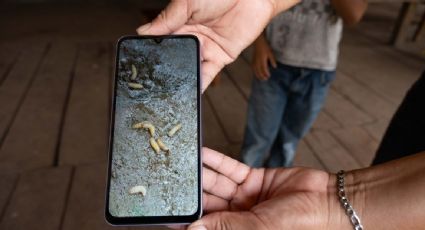 Honduras supera los 3 mil casos de gusano barrenador en animales y casi 200 en humanos