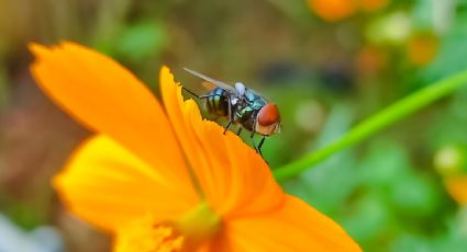 EU anuncia la apertura de un centro de dispersión de moscas estériles en Tampico