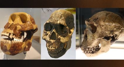 El gusto por los carbohidratos impulsó la evolución de los primeros seres humanos