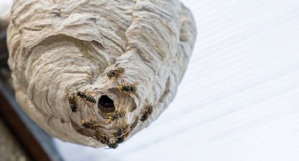 Nido de "avispas radiactivas" es descubierto en una planta nuclear de Carolina del Sur