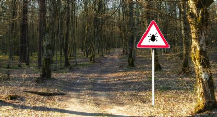 Qué tan grave es la enfermedad de Lyme que tiene Justin Timberlake y cómo prevenirla