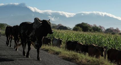 Detectan siete nuevos casos de gusano barrenador en ganado de Yucatán; van 26