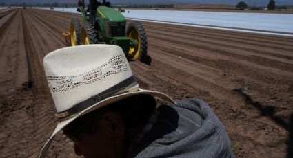 Peligran granjas en California ante falta de mano de obra por redadas migratorias de Trump
