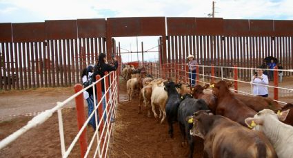 México reanuda exportación de ganado hacia EU con el cruce de 882 cabezas tras cierre por plaga del gusano barrenador