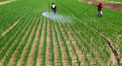 "No habrá amnistía": Agricultura de EU afirma que se mantendrán deportaciones de trabajadores del campo
