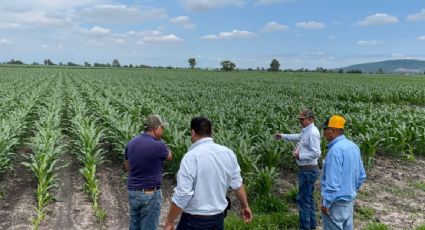 Hallan toma clandestina de hidrocarburos en propiedad del gobierno de Guanajuato