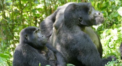 Descubren que en las sociedades de gorilas hay más poder femenino de lo que se pensaba