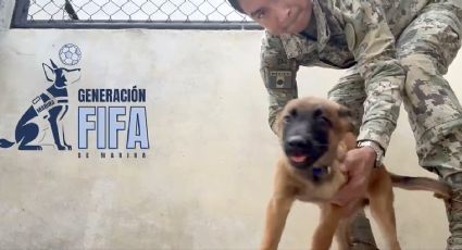 La Marina presenta a la ‘Generación FIFA’, un grupo de cachorros entrenados para detectar explosivos en el Mundial 2026