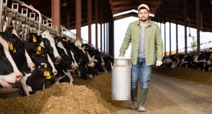 La influenza aviar en EU se está propagando entre vacas y humanos por el aire durante la ordeña